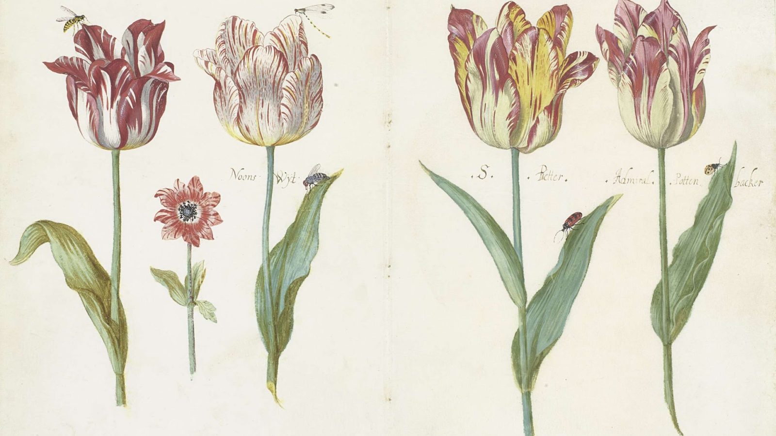 A History of the Tulip – World Citizen – Gypsy