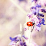 Lady Luck – Symbolism of the Ladybug